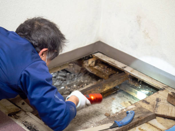 Best DIY Mold Remediation Support Services in Seymour, TX