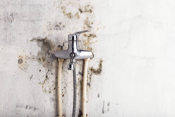 Best Insurance-Related Mold Remediation in Seymour, TX