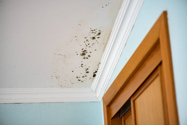Best Residential Mold Remediation in Seymour, TX