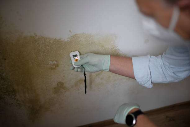 Best Mold Testing and Inspection Services in Seymour, TX