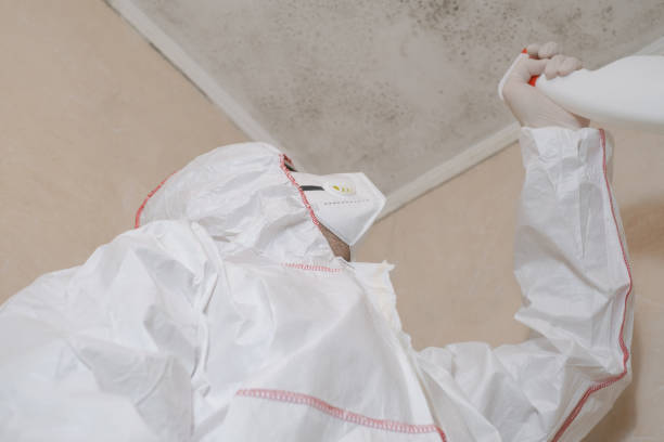 Best DIY Mold Remediation Support Services in Seymour, TX