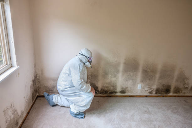 Best Attic Mold Remediation in Seymour, TX