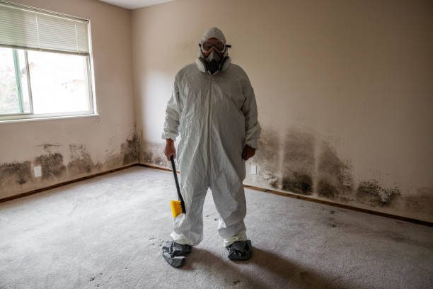 Best Kitchen Mold Remediation in Seymour, TX