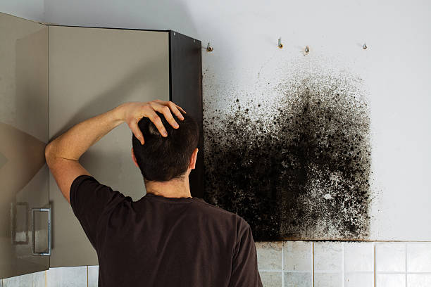Best Crawl Space Mold Remediation in Seymour, TX