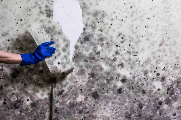 Best White Mold Remediation in Seymour, TX