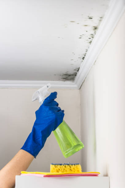 Best HVAC Mold Remediation in Seymour, TX